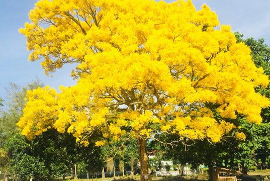 Fascinating Yellow Tree in Central Mindanao University, Bukidnon