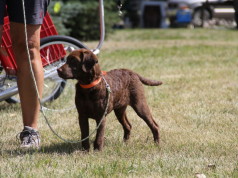 1st All Dog Breed Fun Match by PSHCi Davao Pack