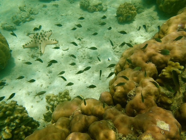 Taklobo Tours, Island Garden City of Samal