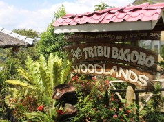 Summer Mountain Paradise in the South