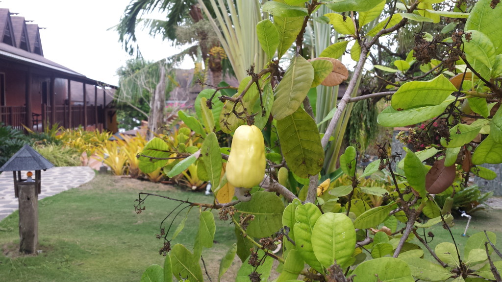 Cashew Tree in Flushing Meadows Resort