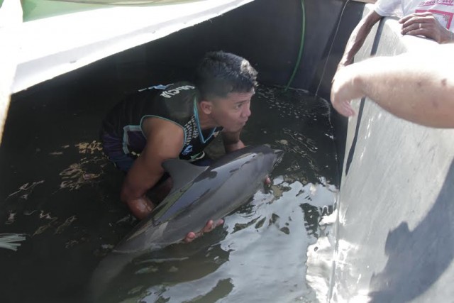 Dolphin Rescued in Tagum