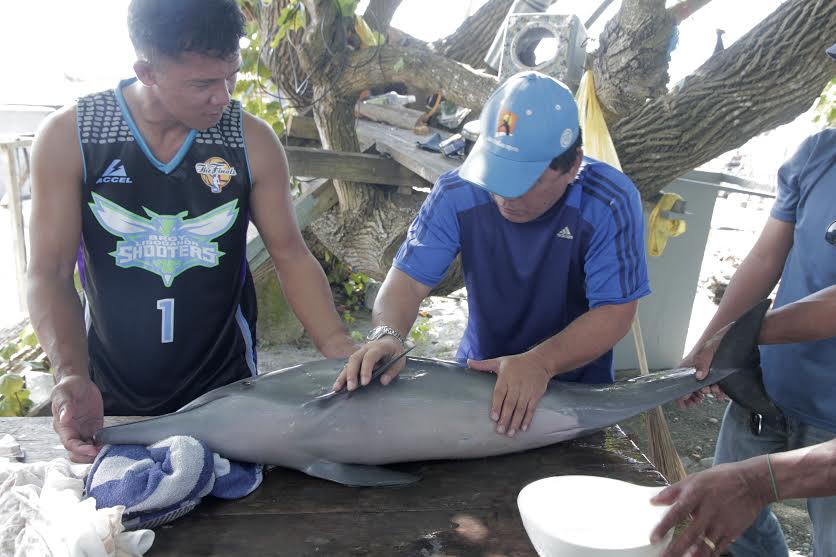 The dolphin is currently under the care of the City Government of Tagum thru the City Veterinarian’s Office led by Dr. Jesus Edullantes, the City Veterinarian Officer after it was rescued this week by the City Environment Natural Resources Office (CENRO) and the Bantay Dagat operatives under the Security Management Office (SMO) led by Elmer L. Rellon. Said dolphin will be released once it will fully recover. Vinzel Bret Davo/CIO Tagum