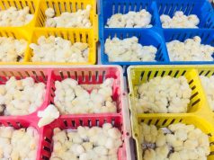 Maguindanao Opens Halal Dressed Chicken Factory